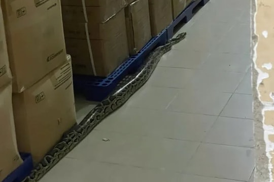Khánh Hòa: Người dân liên tiếp bắt gặp trăn lớn