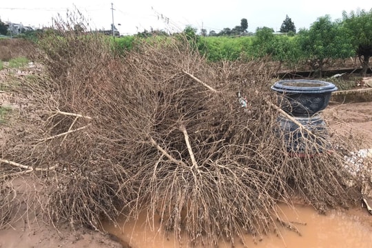 Sau bão, Phú Thượng "oằn mình" giữ đào Tết
