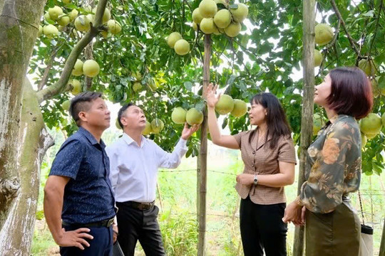 Hà Nội mở rộng vùng trồng áp dụng VietGAP - hướng tới nông nghiệp sinh thái, bền vững