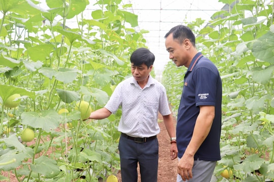 Hiệu quả của nông nghiệp công nghệ cao ở Hòa Xá