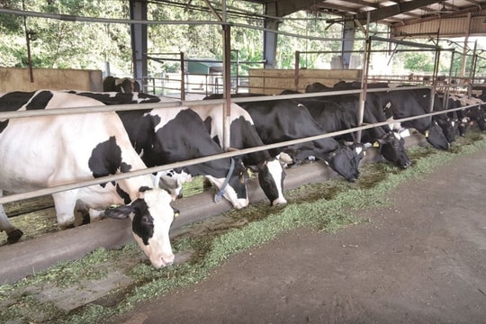 “Chìa khóa” để giảm phát thải khí mê-tan trong ngành chăn nuôi