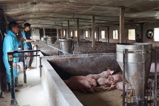 Hà Nội: kiểm soát tốt dịch bệnh, bảo đảm nguồn cung thịt lợn