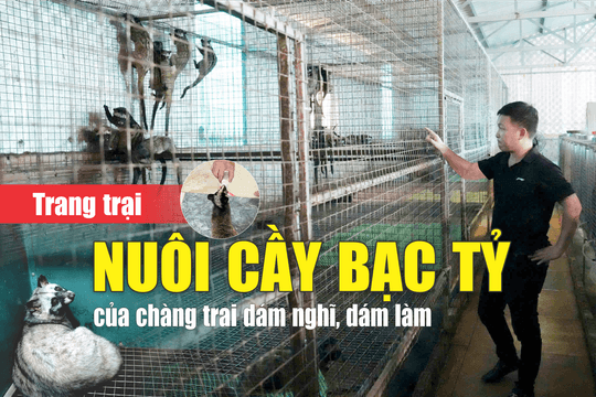 Trang trại nuôi cầy bạc tỷ của chàng trai dám nghĩ, dám làm