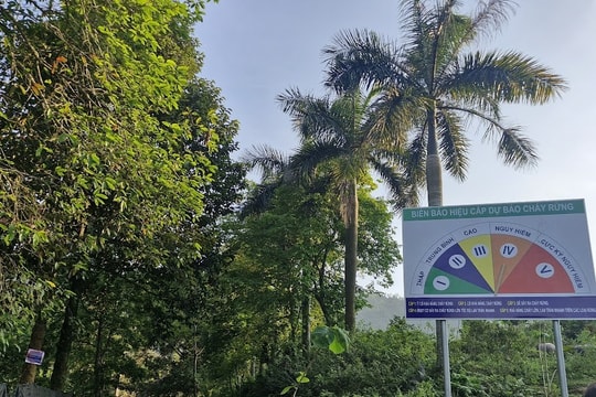 Triển khai quy định chống mất rừng và suy thoái rừng của Liên minh châu Âu