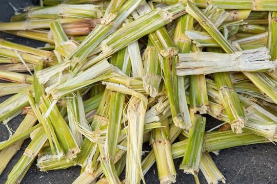 Tro than nông nghiệp - Hướng đi mới thu giữ CO 2 bền vững