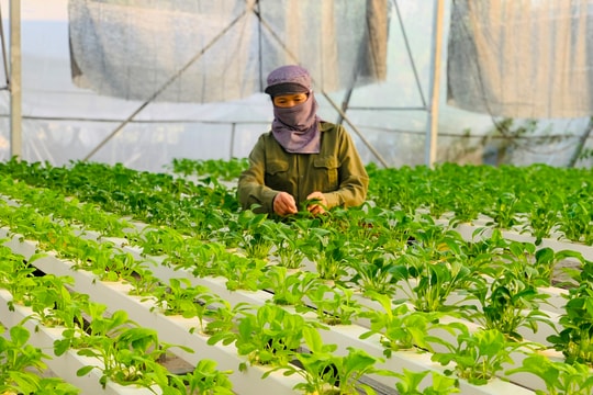 Sản xuất nông sản an toàn: Nâng tầm chất lượng, vươn ra thế giới