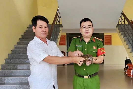 Đà Nẵng: Người dân tự nguyện giao nộp rùa hộp trán vàng quý hiếm