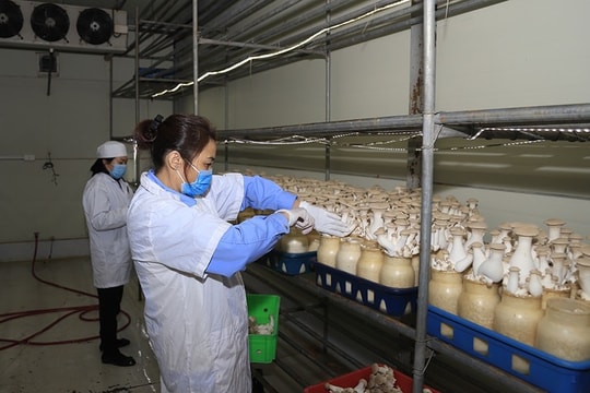Thúc đẩy chuyển đổi phương thức sản xuất rau, hoa quả theo quy trình VietGAP