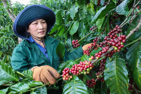 Giá cà phê hôm nay 28/10/2025: vàng và cà phê bị bán tháo, cùng giảm mạnh phiên đầu tuần