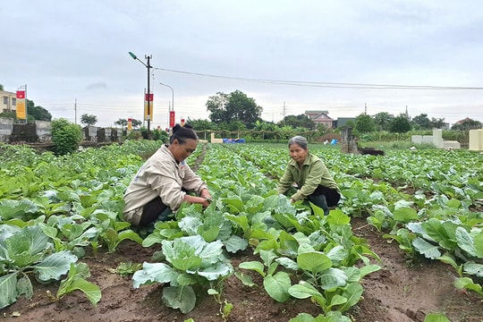 Phúc Lộc dồn sức cho vụ đông