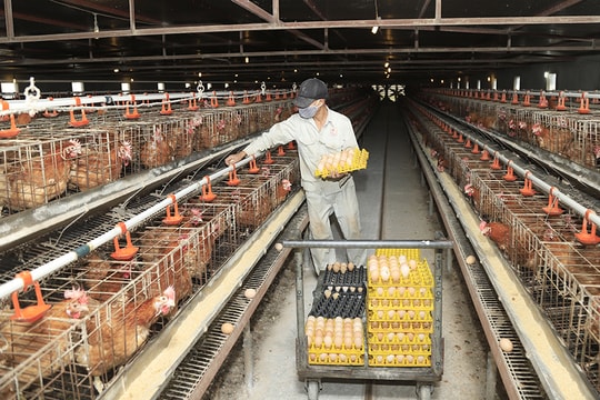 Nông nghiệp Hà Nội: Bắt nhịp cùng thời đại trong sản xuất và tiêu thụ sản phẩm