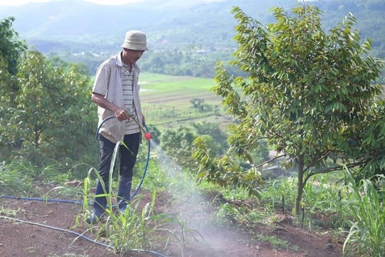 Nhân rộng mô hình canh tác giảm phát thải khí mê-tan