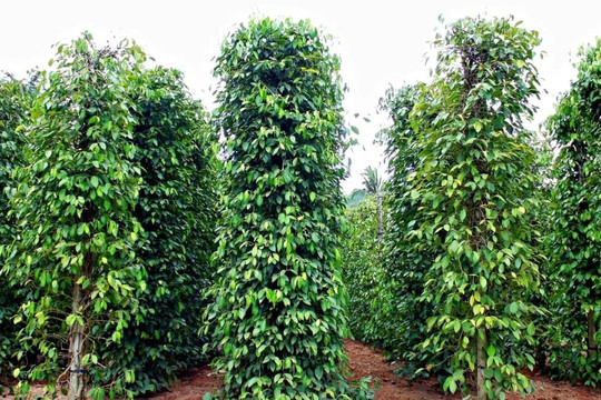 Giá tiêu hôm nay 29/10/2025: Việt Nam là thị trường nhập khẩu hồ tiêu Indonesia lớn nhất từ đầu năm