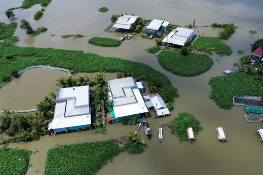 Tây Ninh: Lũ và triều cường gây thiệt hại gần 830 hecta nông nghiệp