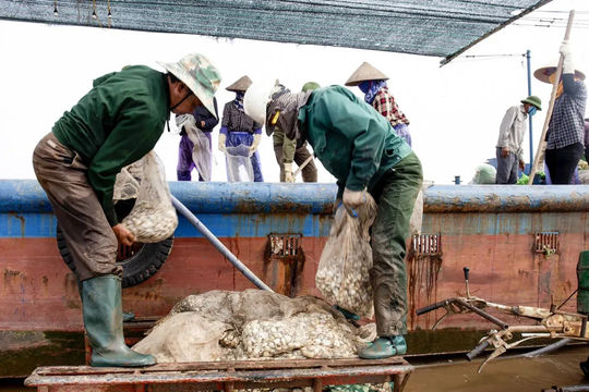 Hưng Yên phát triển nghề nuôi ngao giống