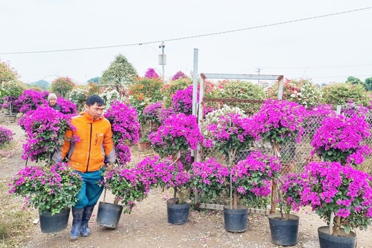 Những mô hình sản xuất nông nghiệp cho hiệu quả kinh tế cao ở Phù Đổng