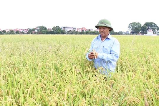 Hà Nội phát triển nông nghiệp chất lượng cao gắn với thị trường