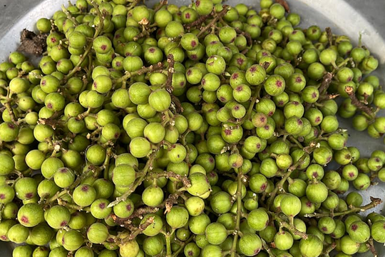 Quả sung, thực phẩm dân dã mang nhiều lợi ích cho sức khỏe