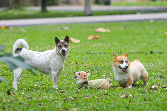 Ép con học tập quá sức, xúc phạm thành viên gia đình sẽ bị phạt hàng chục triệu đồng