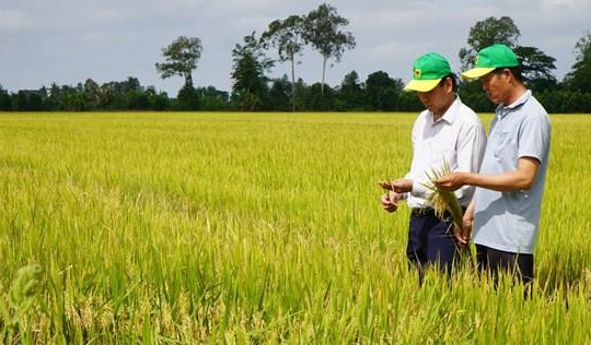 Thành phố Cần Thơ Canh tác lúa giảm phát thải giúp nông dân tăng lợi nhuận