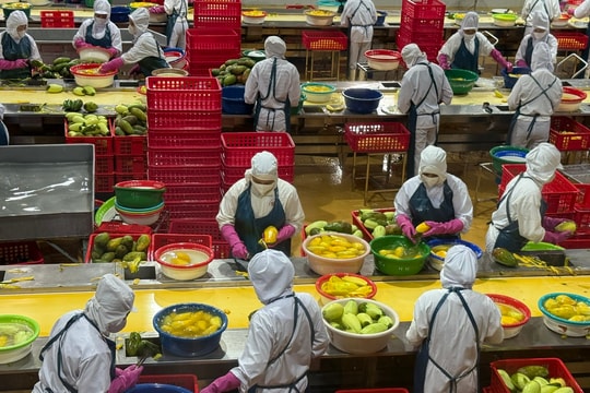 Tổng kim ngạch xuất khẩu nông, lâm, thủy sản 10 tháng đạt 58,13 tỷ USD