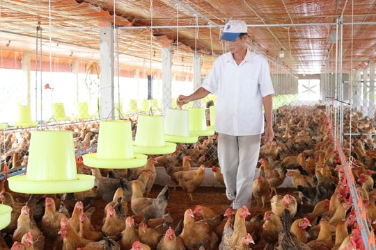 Để nâng cao chất lượng và giá trị chăn nuôi