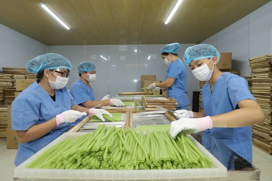 Thiên Lộc kiến tạo nông nghiệp sinh thái ven sông Hồng