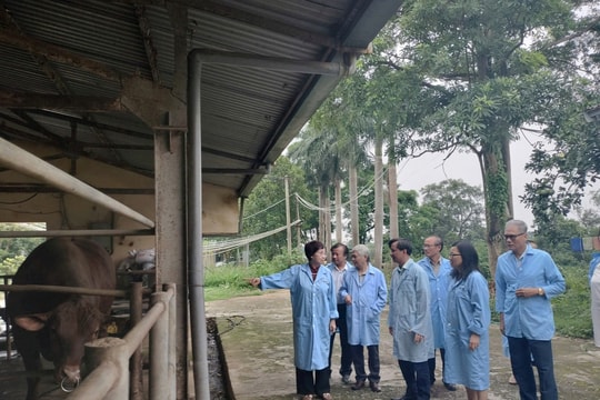 Lai tạo bò BBB và Senepol: Bước đột phá giúp Việt Nam làm chủ nguồn giống thịt cao sản