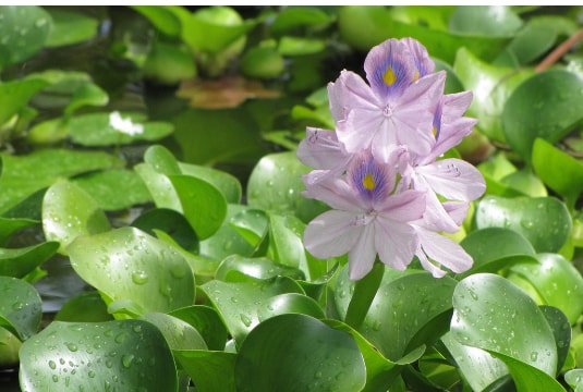 Đông Mỹ phát triển kinh tế xanh từ bèo tây