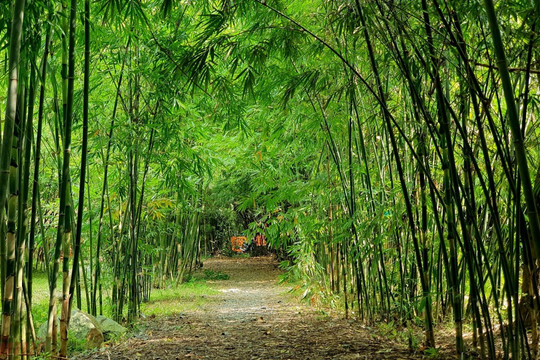 Làng tre Phú An: Nơi tre kể chuyện đất - người Việt Nam
