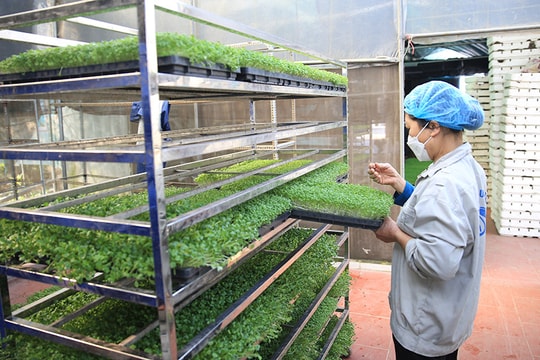 Hà Nội siết chặt an toàn thực phẩm: Kiểm soát từ trang trại đến bàn ăn