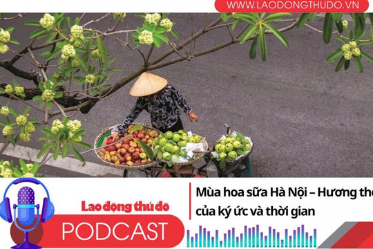 Mùa hoa sữa Hà Nội - Hương thơm của ký ức và thời gian