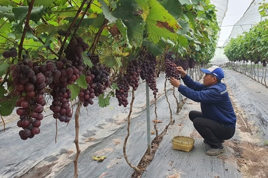 Trái ngọt từ sản xuất nông nghiệp theo hướng hữu cơ tại Hưng Đạo