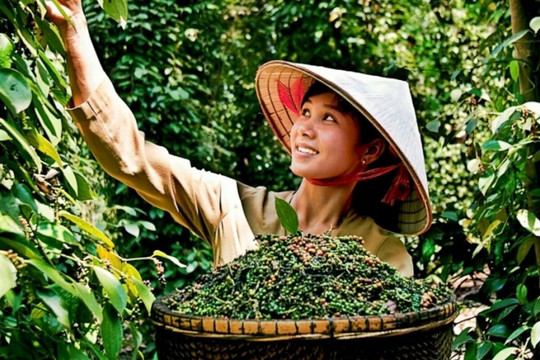 Giá tiêu hôm nay 10/11/2025: hàng tồn kho vẫn còn ở Việt Nam, Brazil và Indonesia nhưng áp lực bán vẫn hạn chế