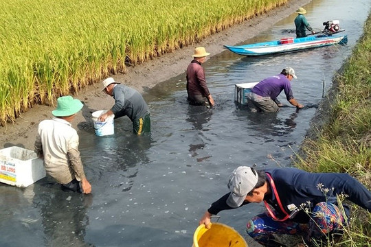 Áp dụng các kỹ thuật canh tác tiên tiến nhằm giảm phát thải khí mê-tan