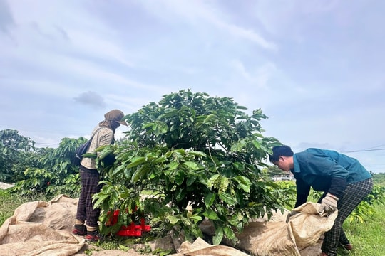 Quảng Ngãi Thị trường lao động nhộn nhịp nhưng thiếu nhân công hái cà phê