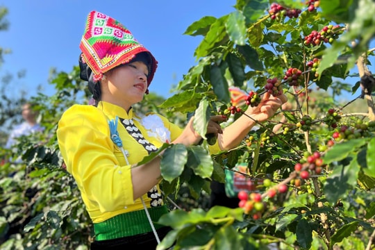 Sơn La: Rộn ràng Ngày hội hái cà phê ở Chiềng An
