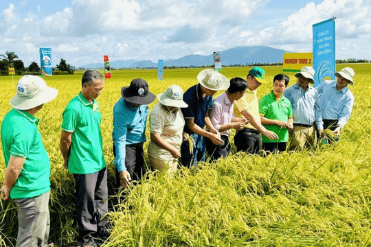 An Giang Tập huấn kiến thức về sản xuất lúa phát thải thấp