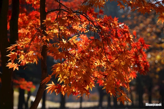 Nami mùa thu - Một trời lá vàng, một trời yêu