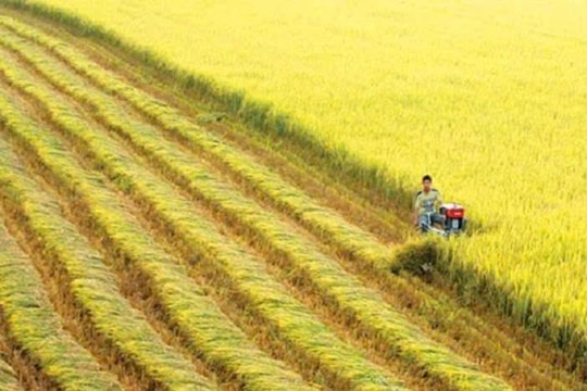 Gạo chất lượng cao Việt Nam bứt phá nhờ sản xuất xanh