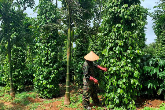 Giá tiêu hôm nay 16/11/2025: thị trường phản ứng thế nào khi Mỹ miễn giảm thuế quan đối ứng với gia vị?