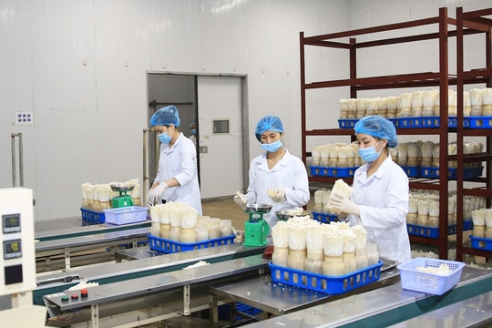 Ngành Nông nghiệp Hà Nội ứng dụng công nghệ số: Cần thêm động lực từ chính sách