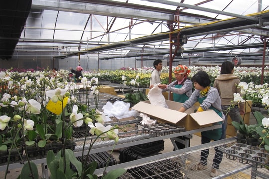 Hà Nội triển khai quy định về xây dựng tại vùng nông nghiệp tập trung