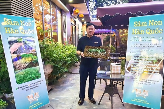 Thưởng thức nhân sâm tươi tại Việt Nam với giá hơn 10 nghìn đồng/cây