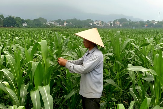 Nông dân Yên Xuân thực hiện nhiều mô hình sản xuất hiệu quả