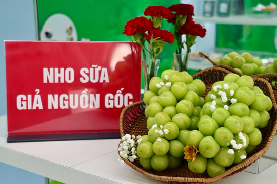 Trưng bày trên 500 sản phẩm thật - giả tại số 62 Tràng Tiền, Hà Nội