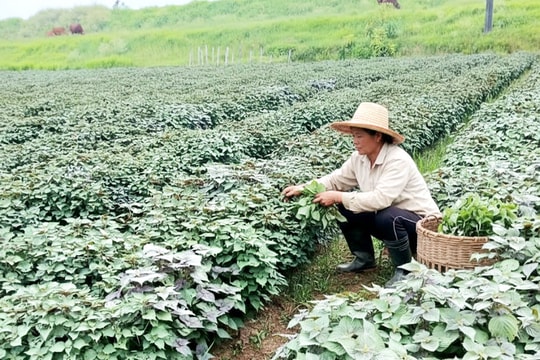 Hội Nông dân xã Kiều Phú hỗ trợ hội viên phát triển sản xuất