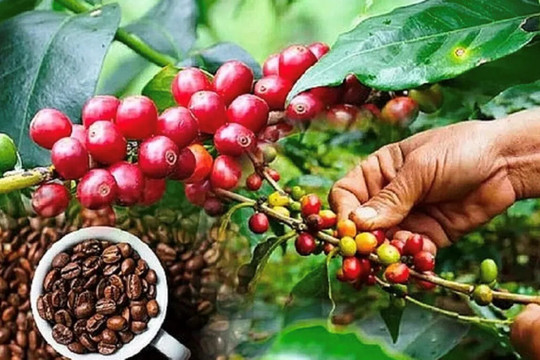 Giá cà phê hôm nay 25/11/2025: 2 sàn diễn biến trái chiều, Arabica tăng cao trở lại
