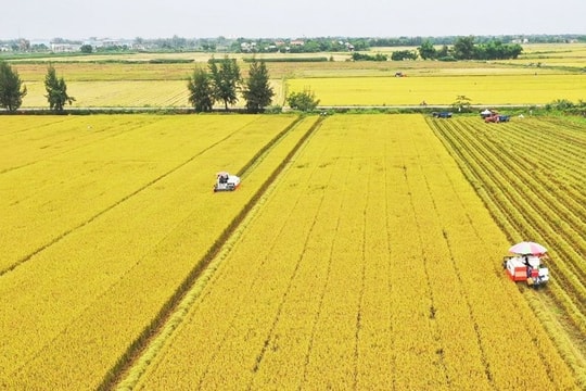 Sản xuất lúa sạch giảm phát thải, nâng cao lợi nhuận nông nghiệp