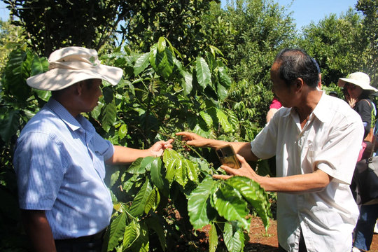 Giá cà phê hôm nay 28/11/2025: lo ngại diễn biến bão số 15 đẩy cà phê Robusta tăng trở lại